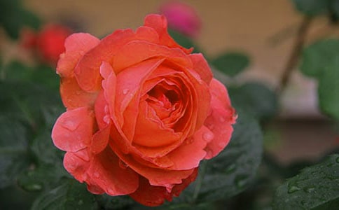 (精品)關(guān)于月季作文