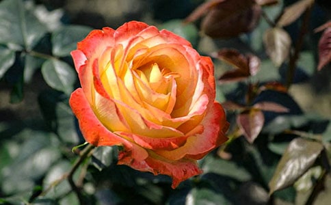 我的月季花作文