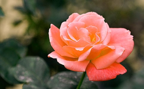 �¼�������