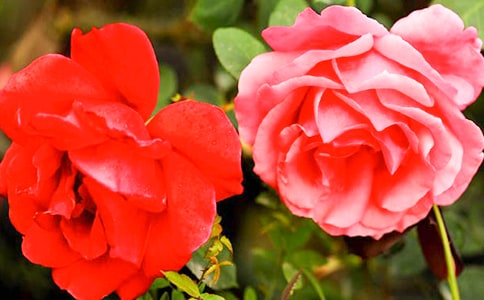 月季花作文15篇