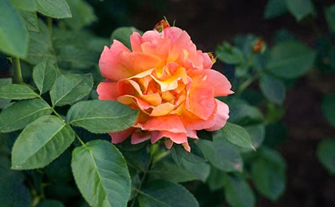 �^���¼�����ӛ