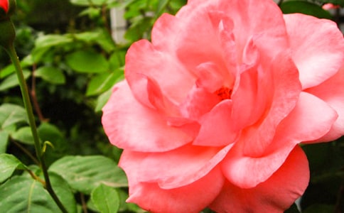 2024年精選形容月季花的句子18條