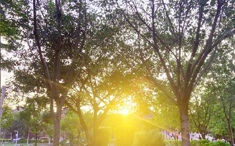 高情商的人說早安句子