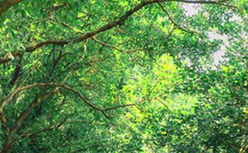 朋友圈早安寄語95句