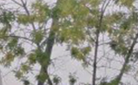 簡短治愈早安寄語大全110句精選