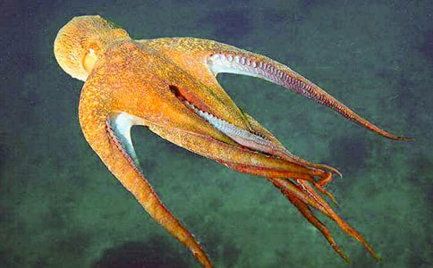 小學(xué)生作文:章魚的故事(精選22篇)