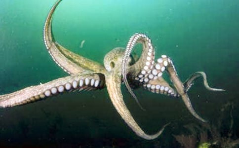 章魚美術(shù)教案