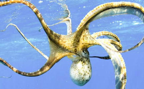 關(guān)于章魚(yú)的作文