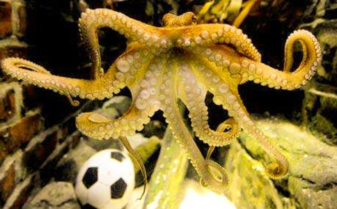 《章魚》小班美術(shù)教案