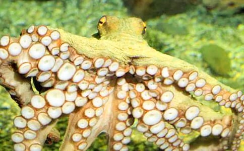 ���~(y��)С�����g(sh��)�̰�