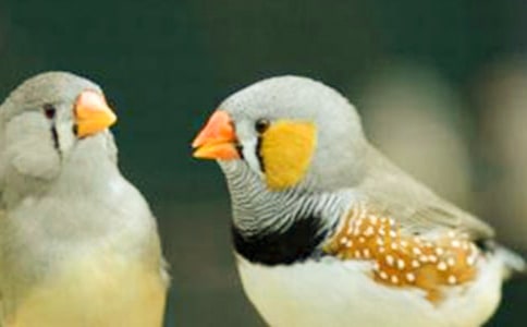 讀珍珠鳥(niǎo)有感