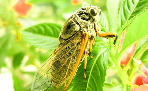 關(guān)于知了的作文