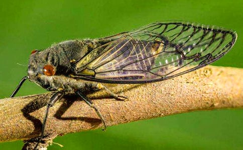 (實(shí)用)關(guān)于知了作文