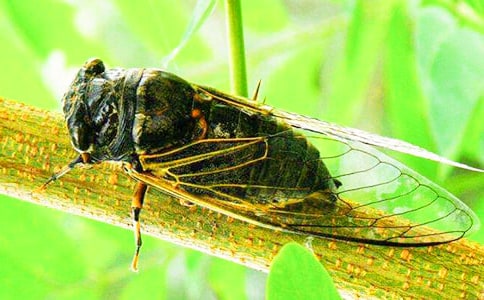 �P��֪������