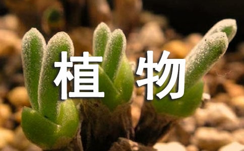 我家的植物作文350字