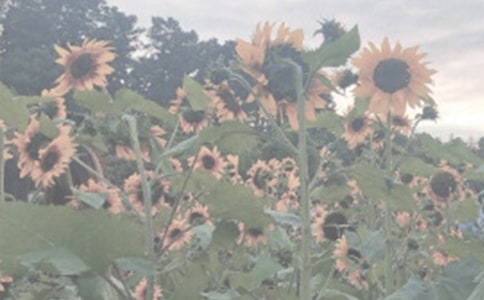 �����ֲ��@���ģ����x36ƪ��