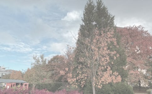 �P(gu��n)��ֲ��@��ӛ���ļ��Ͼ�ƪ