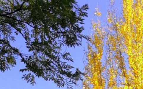 ����Č�����