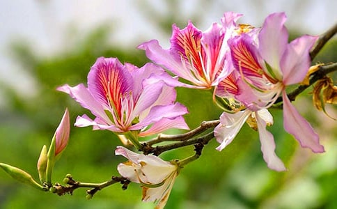 描寫紫荊花的作文