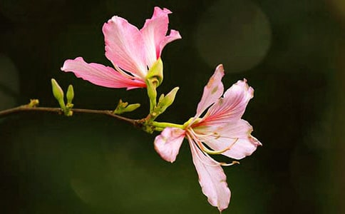 美麗的紫荊花作文