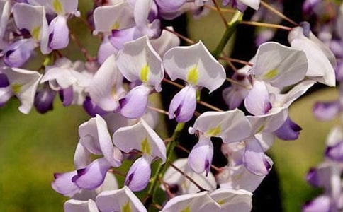 《紫藤花》小班美術手指畫教案