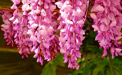 �茑���ٻ��ľ��ӣ�ͨ��200�䣩