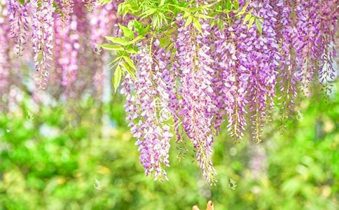 小班美術(shù)教案繪畫紫藤花