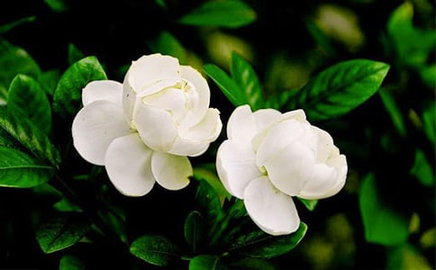 【精華】茉莉花年級(jí)作文300字四篇