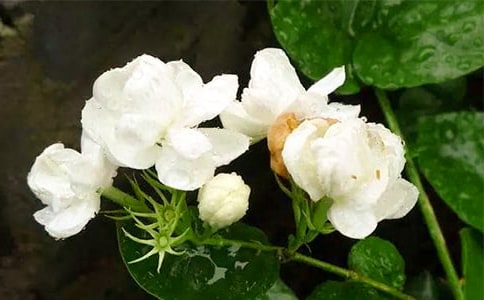 有關(guān)茉莉花年級作文錦集8篇