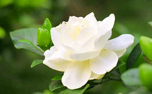 【熱】梔子花開作文