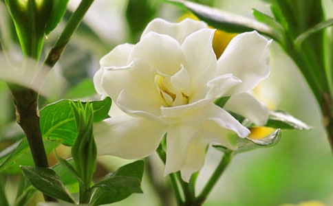 寫(xiě)梔子花的作文