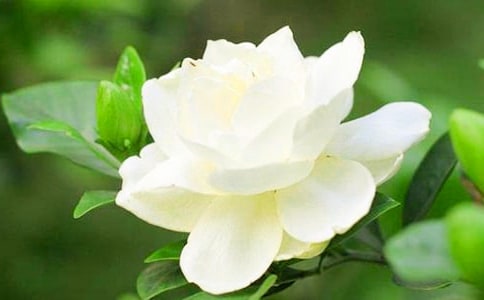 關(guān)于梔子花開(kāi)的優(yōu)美散文