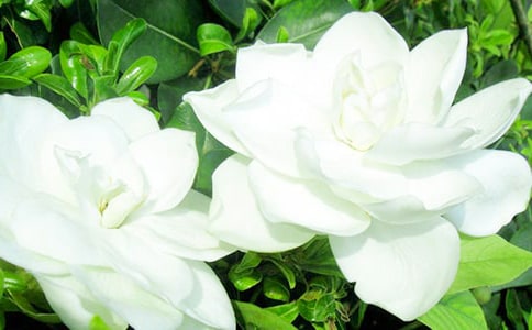 那些年,梔子花開情感散文