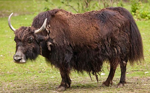 ����������Ұ��ţ