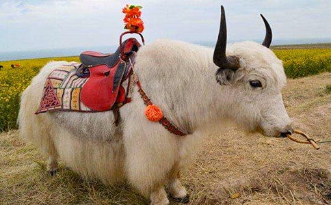 采用CUE-MATE和羊樂+D-PG法誘導當雄牦牛同期發(fā)情的效果觀察