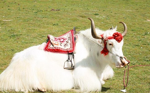 ��ţ�ĠI(y��ng)�B(y��ng)�r(ji��)ֵ����Щ