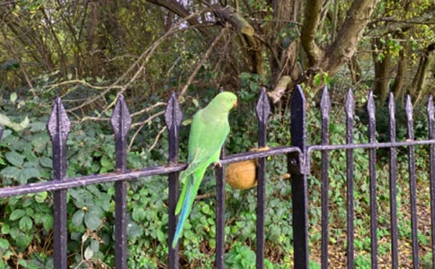 可愛的鸚鵡記敘文