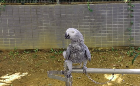 關(guān)于虎皮鸚鵡的作文