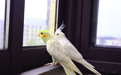 虎皮鸚鵡作文(匯編15篇)