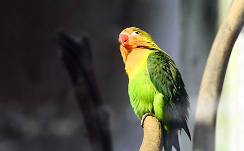 可愛的鸚鵡作文15篇