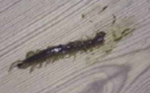 《蜈蚣走》大班體育教案