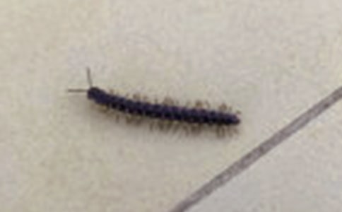 大班體育蜈蚣蹲行教案