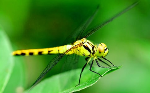 �а��w�����(d��ng)�̰�������С�w�C(j��)��