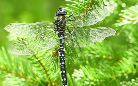 ��С���ѡ��̰�