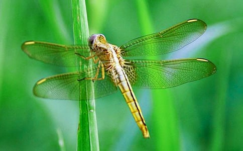 小蜻蜓旅游記作文范文