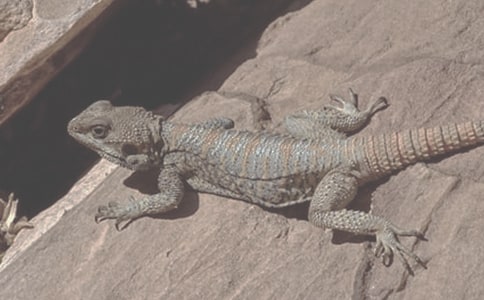 以色列空軍接收首批蜥蜴激光制導(dǎo)炸彈