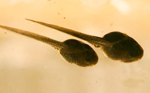 ������g(sh��)С����ҋ����̰�