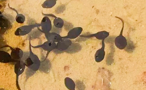 小班美術(shù)可愛的小蝌蚪教案(通用15篇)