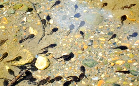 [ͨ��]�P(gu��n)��С��������15ƪ