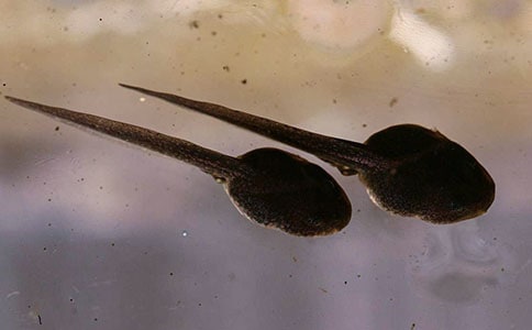 小蝌蚪找媽媽美術(shù)教案